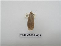 藏品(淡墨苔蛾)的圖片